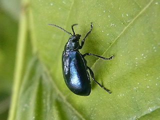 Agelastica alni