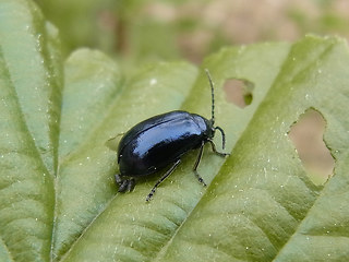 Agelastica alni
