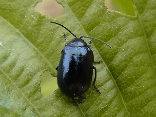Agelastica alni