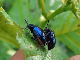 Agelastica alni