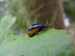 Agelastica alni