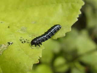 Agelastica alni