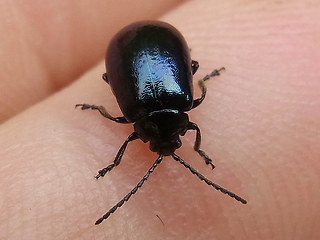 Agelastica alni