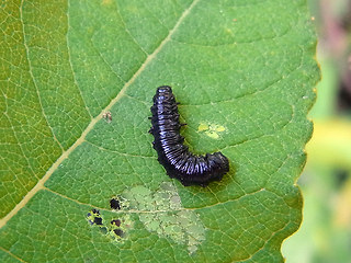 Agelastica alni