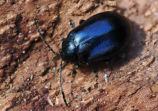 Agelastica alni