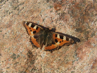 Aglais urticae