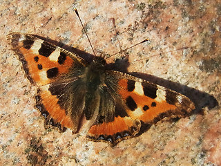 Aglais urticae