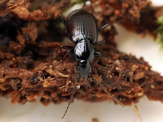 Agonum fuliginosum