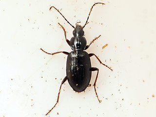 Agonum fuliginosum