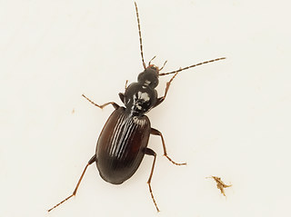 Agonum fuliginosum