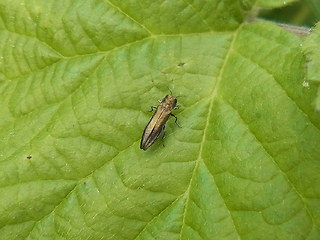 Agrilus viridis