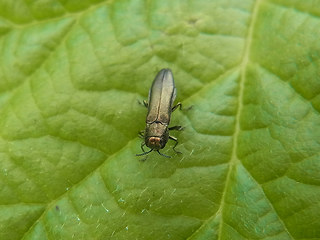 Agrilus viridis