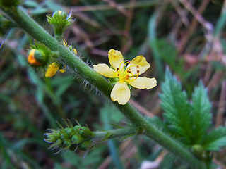 Agrimonia eupatoria