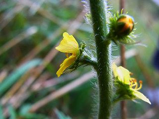 Agrimonia eupatoria