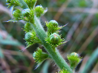 Agrimonia eupatoria