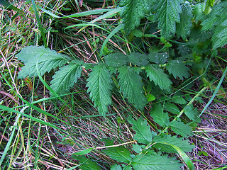 Agrimonia eupatoria