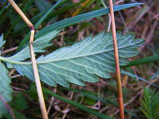 Agrimonia eupatoria