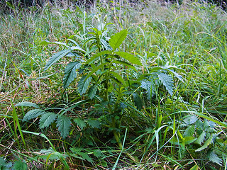 Agrimonia eupatoria