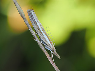 Agriphila tristella