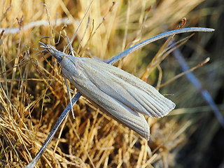 Agriphila tristella