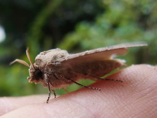 Agrotis segetum