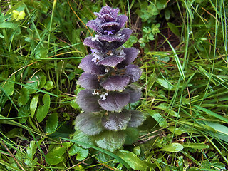 Ajuga pyramidalis