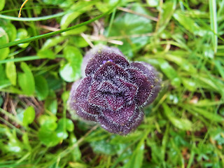 Ajuga pyramidalis