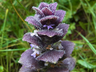 Ajuga pyramidalis