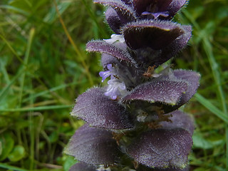 Ajuga pyramidalis