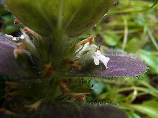 Ajuga pyramidalis