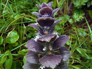 Ajuga pyramidalis