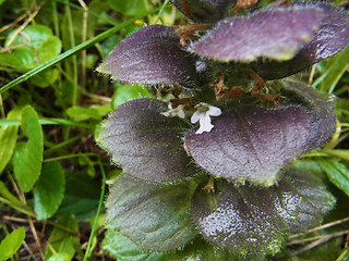 Ajuga pyramidalis