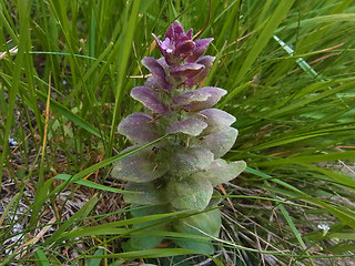 Ajuga pyramidalis