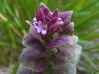 Ajuga pyramidalis