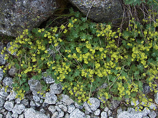 Alchemilla glaucescens