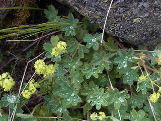 Alchemilla glaucescens