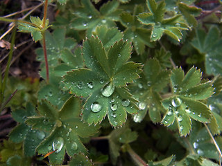 Alchemilla glaucescens