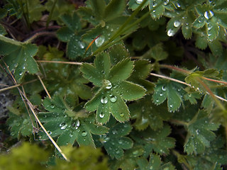 Alchemilla glaucescens