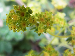 Alchemilla glaucescens