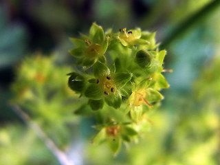 Alchemilla glaucescens