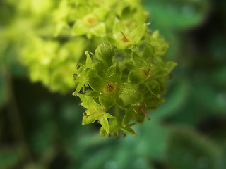 Alchemilla glaucescens