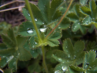 Alchemilla glaucescens