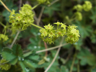 Alchemilla glaucescens