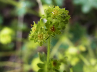 Alchemilla glaucescens