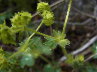 Alchemilla glaucescens