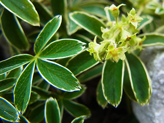 Alchemilla nitida