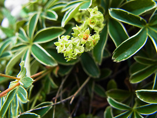 Alchemilla nitida