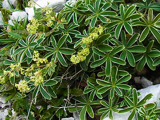 Alchemilla nitida