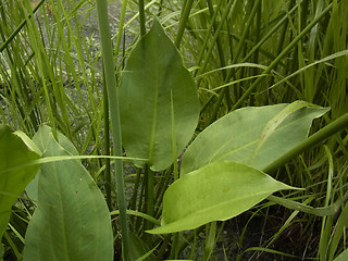 Alisma plantago aquatica