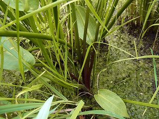Alisma plantago aquatica